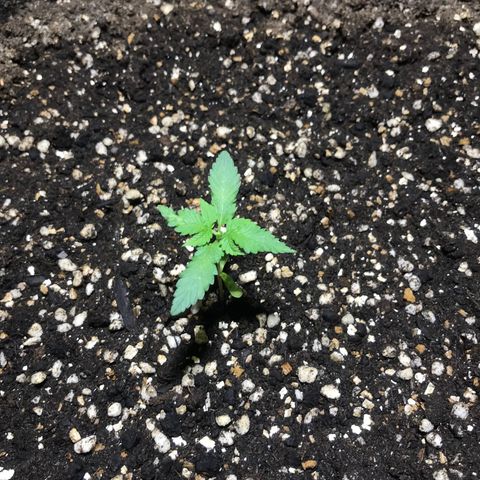 Joanne's CBD growlog timeline photo