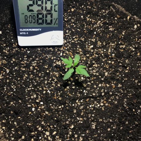 Joanne's CBD growlog timeline photo
