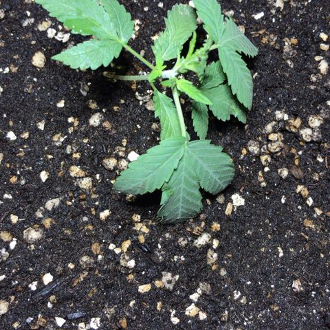 Joanne's CBD growlog timeline photo
