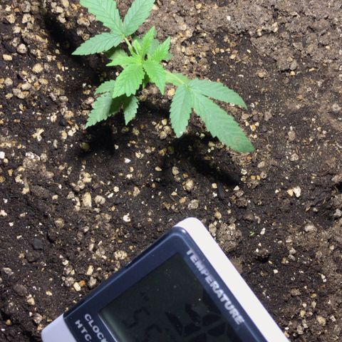 Joanne's CBD growlog timeline photo