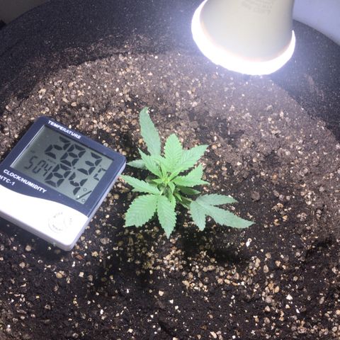 Joanne's CBD growlog timeline photo