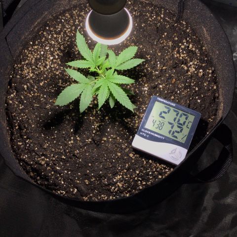 Joanne's CBD growlog timeline photo