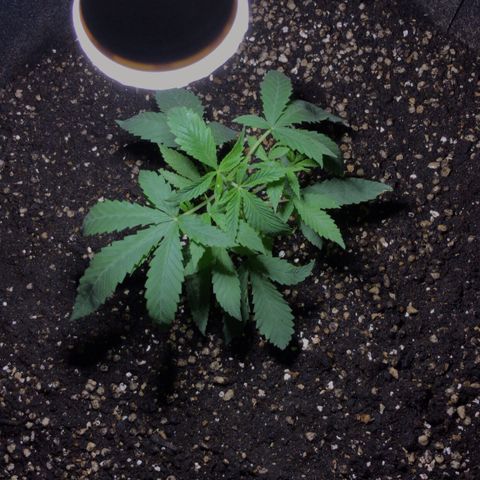 Joanne's CBD growlog timeline photo