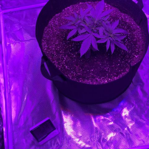 Joanne's CBD growlog photo: 32c 6pm