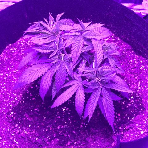 Joanne's CBD growlog timeline photo