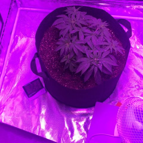 Joanne's CBD growlog timeline photo