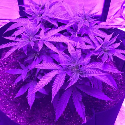 Joanne's CBD growlog timeline photo
