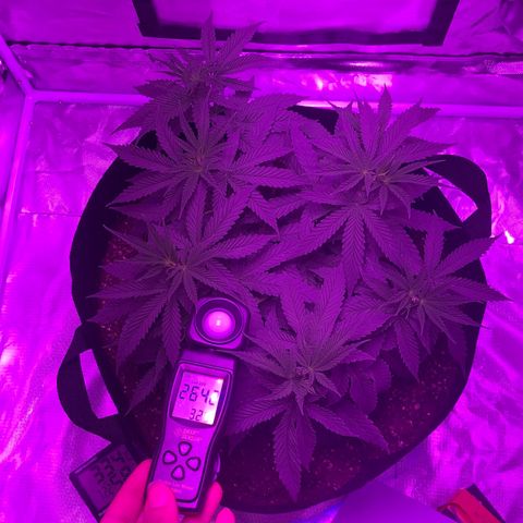 Joanne's CBD growlog photo: indoor 33.7c 
Outdoor 31c