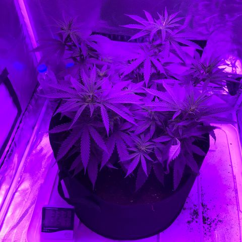 Joanne's CBD growlog timeline photo
