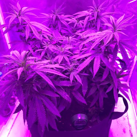 Joanne's CBD growlog timeline photo