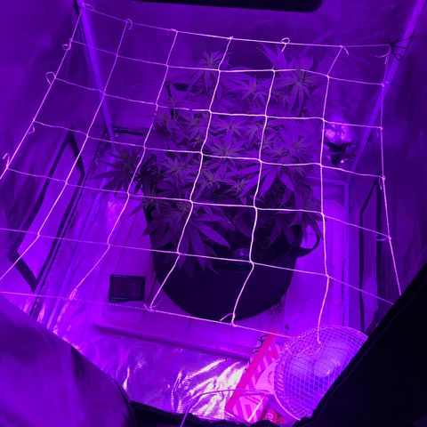 Joanne's CBD growlog photo: 33.7 c