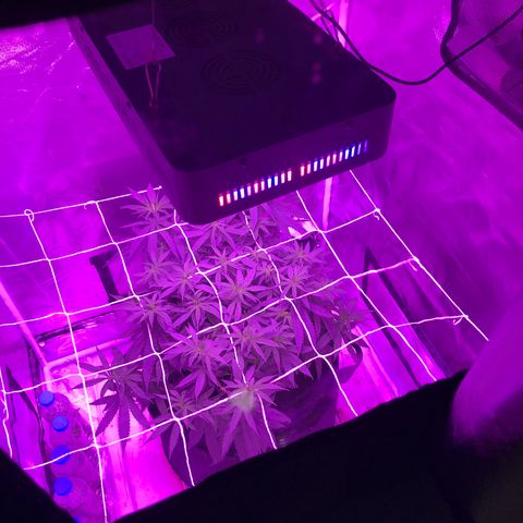Joanne's CBD growlog timeline photo