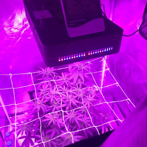 Joanne's CBD growlog timeline photo