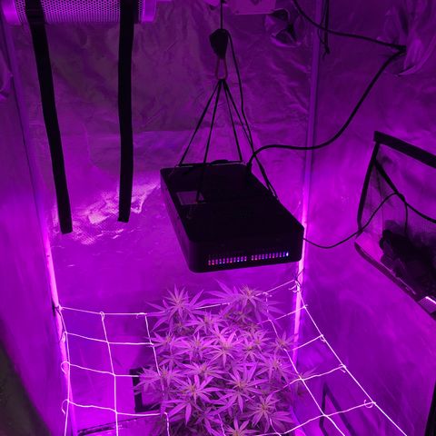 Joanne's CBD growlog timeline photo