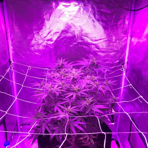 Joanne's CBD growlog timeline photo