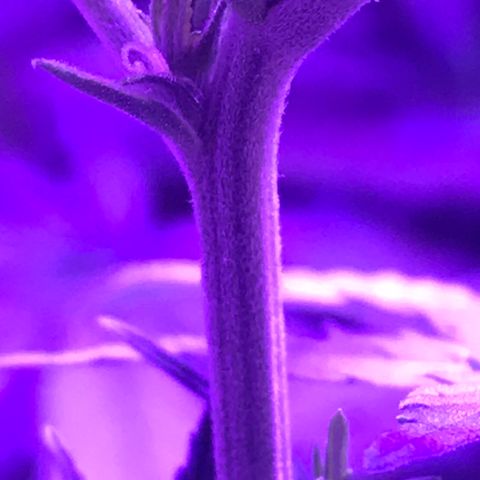Joanne's CBD growlog photo: Sex show