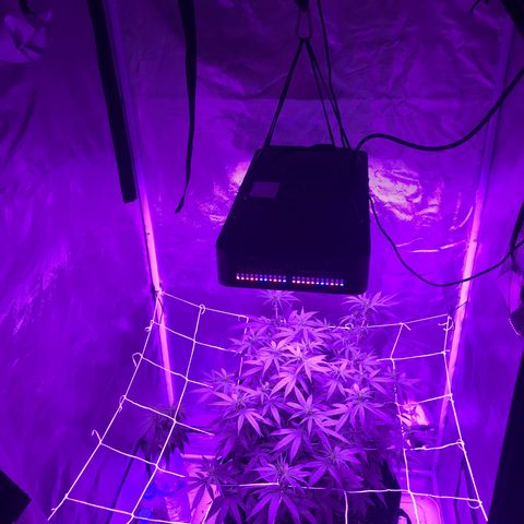 Joanne's CBD growlog photo: Sex show