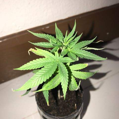 Joanne's CBD growlog timeline photo