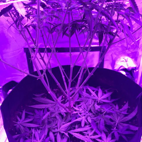 Joanne's CBD growlog timeline photo