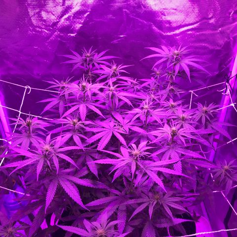 Joanne's CBD growlog timeline photo
