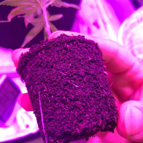Joanne's CBD growlog timeline photo