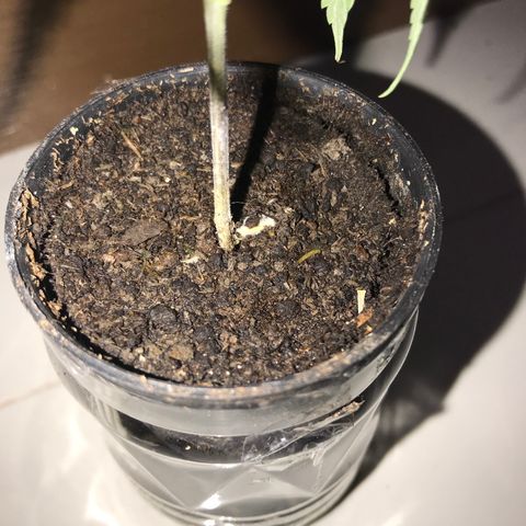 Joanne's CBD growlog timeline photo