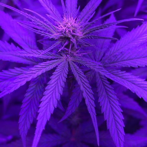 Joanne's CBD growlog timeline photo