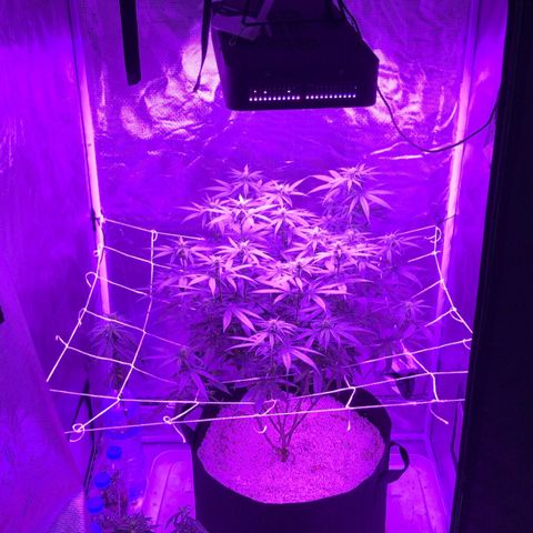 Joanne's CBD growlog timeline photo