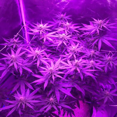 Joanne's CBD growlog timeline photo