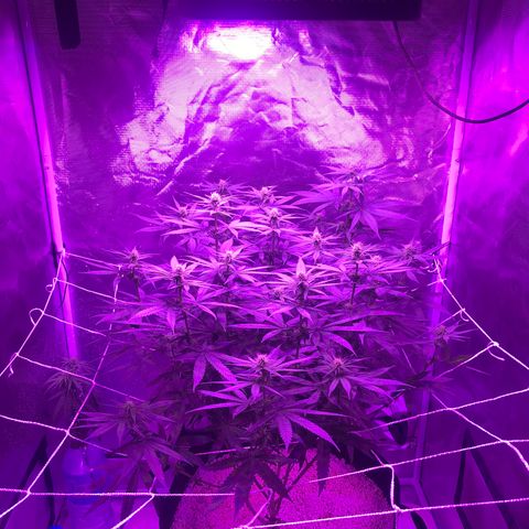 Joanne's CBD growlog timeline photo