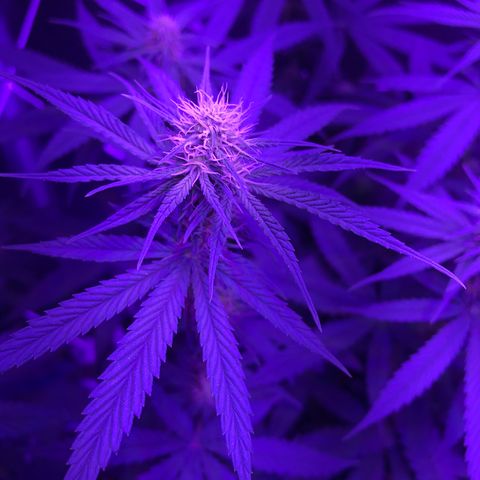 Joanne's CBD growlog photo: ปุ๋ยเกิน