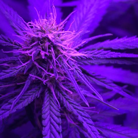 Joanne's CBD growlog photo: ปุ๋ยเกิน