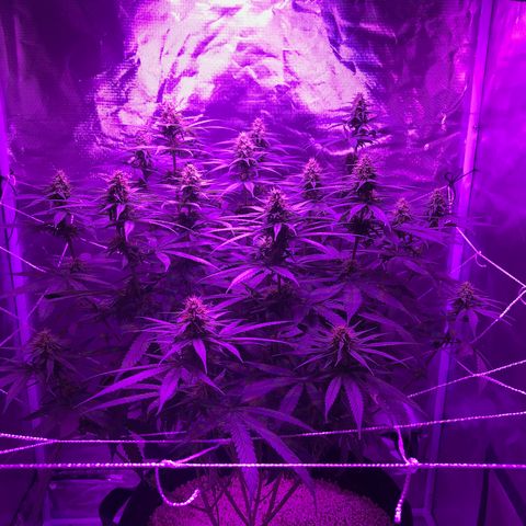 Joanne's CBD growlog timeline photo
