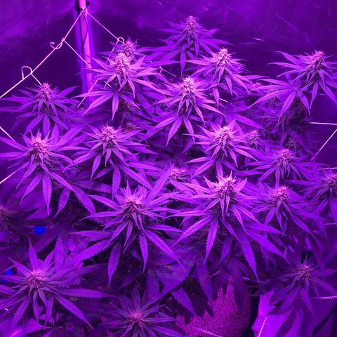 Joanne's CBD growlog timeline photo