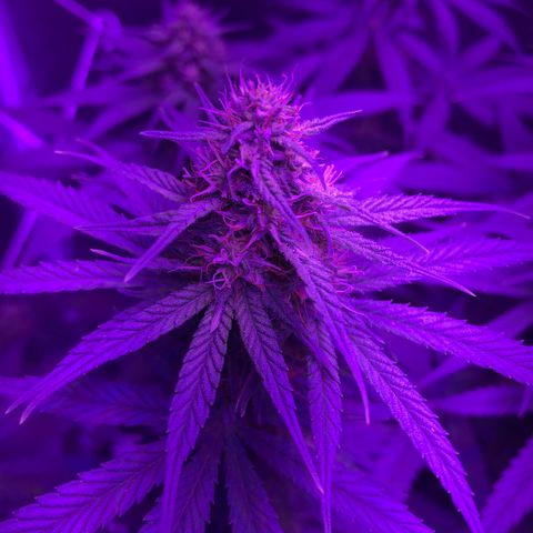 Joanne's CBD growlog timeline photo