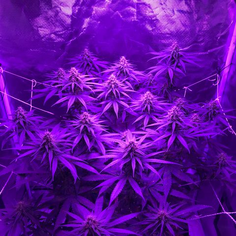 Joanne's CBD growlog timeline photo