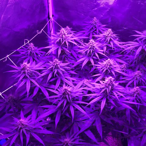 Joanne's CBD growlog timeline photo