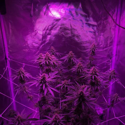 Joanne's CBD growlog timeline photo