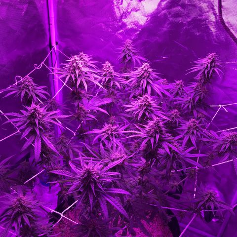 Joanne's CBD growlog timeline photo