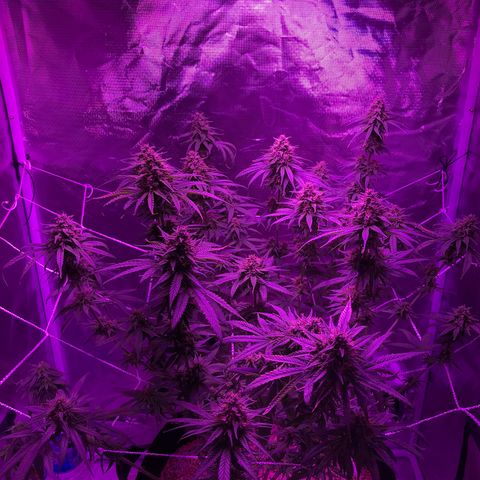 Joanne's CBD growlog timeline photo