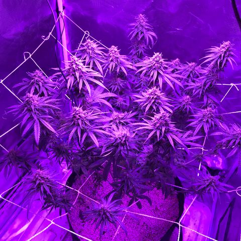 Joanne's CBD growlog timeline photo
