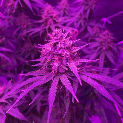 Joanne's CBD growlog timeline photo