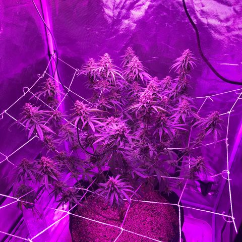 Joanne's CBD growlog timeline photo