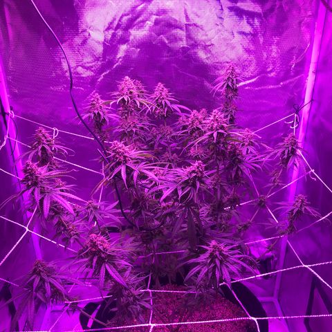 Joanne's CBD growlog timeline photo