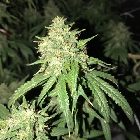 Joanne's CBD growlog timeline photo
