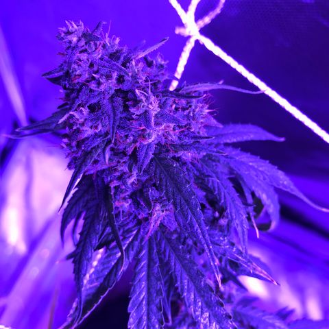 Joanne's CBD growlog timeline photo