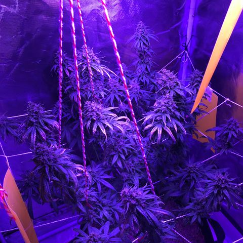 Joanne's CBD growlog timeline photo