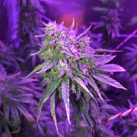 Joanne's CBD growlog timeline photo