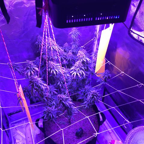 Joanne's CBD growlog timeline photo