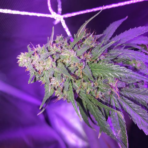 Joanne's CBD growlog timeline photo